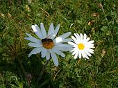 Tanti altri fiori sempre nella conca dei Campelli (8)